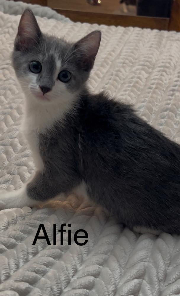 Alfie, a Adoptable Domestic Short Hair in Fern Park, FL image 1/2