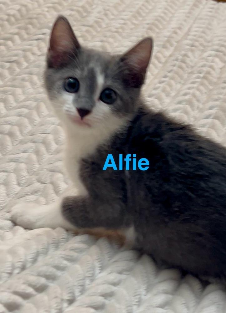 Alfie, a Adoptable Domestic Short Hair in Fern Park, FL image 2/2