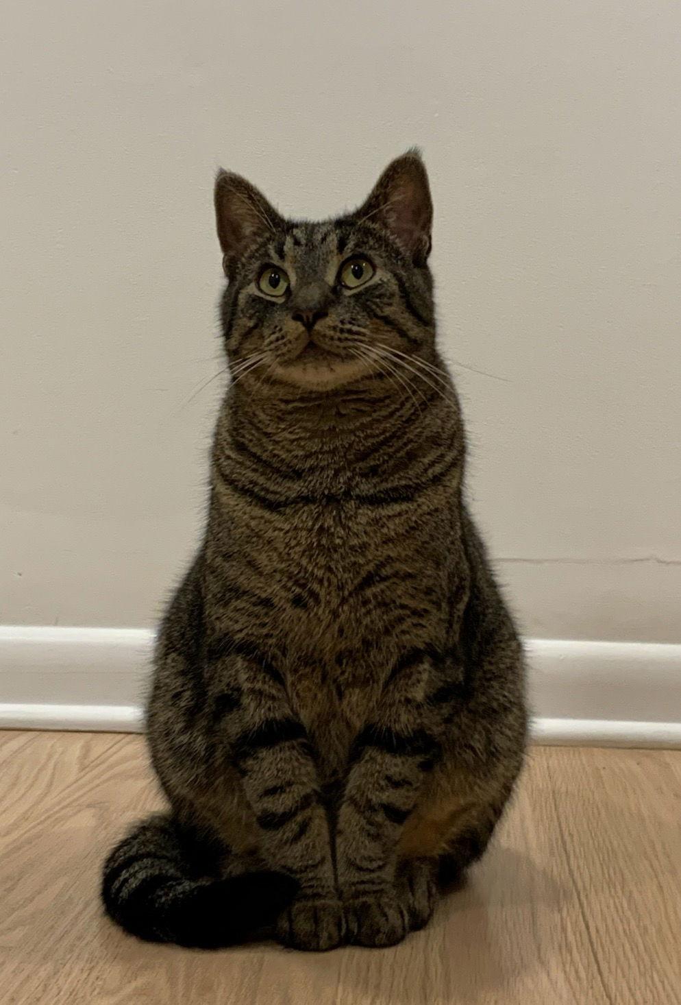 Luca, Adoptable, Adult Male Domestic Short Hair.