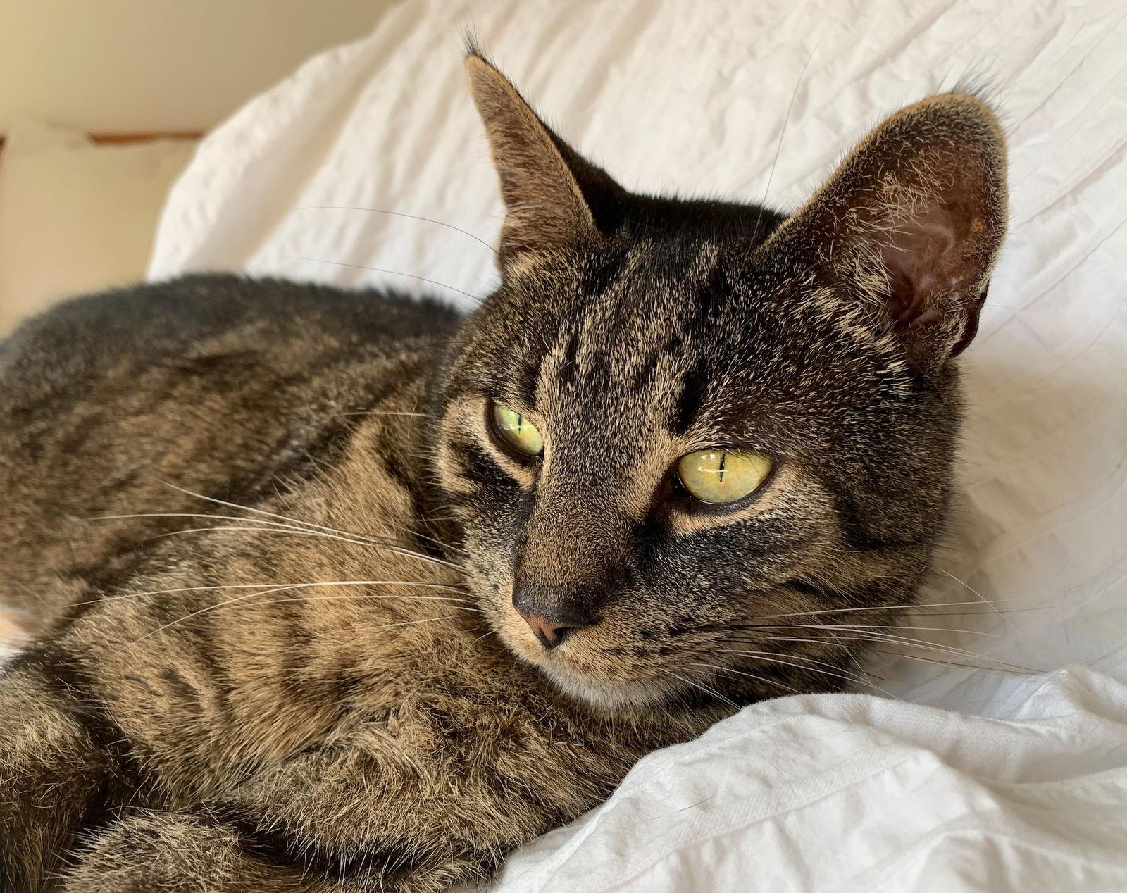 Luca, a Adoptable Domestic Short Hair in Hockessin, DE image 2/3