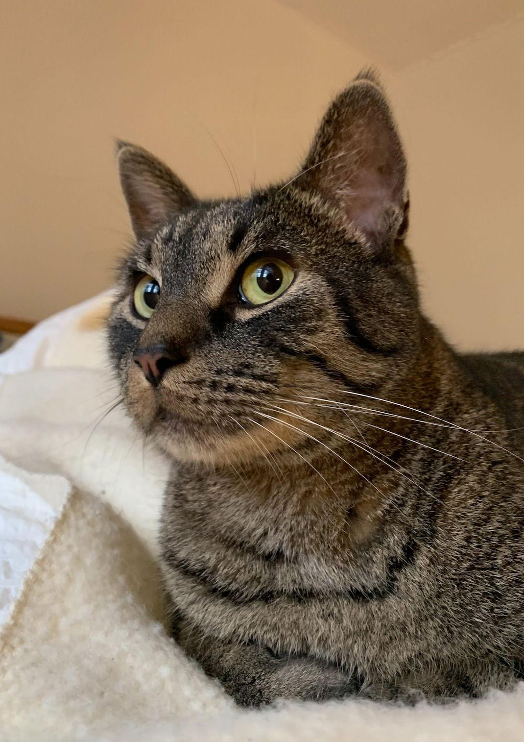 Luca, a Adoptable Domestic Short Hair in Hockessin, DE image 3/3