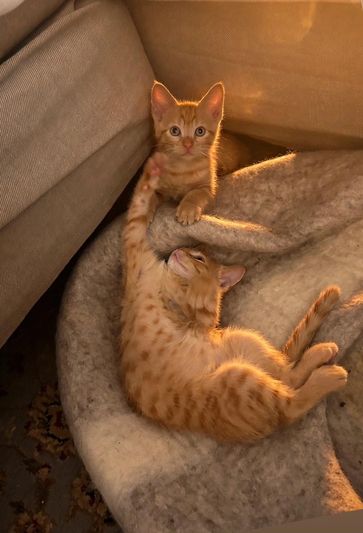 Enlarge Scribble & Doodle-Brothers & Best Pals, a Adopted Tabby in Laurel, MD image 3/3