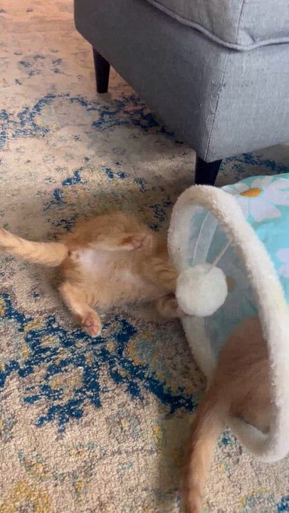 Enlarge Scribble & Doodle-Brothers & Best Pals, a Adopted Tabby in Laurel, MD video 2/3