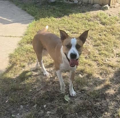 Enlarge Scrappy, a ADOPTABLE mixed breed in Bellaire, MI image 2/2