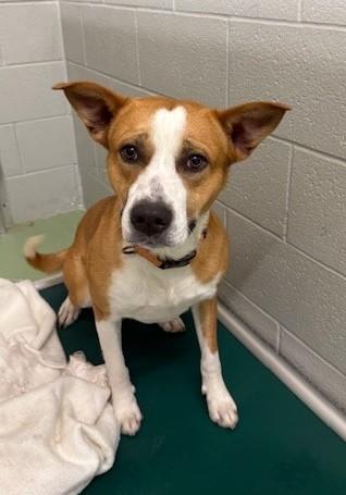 Scrappy, ADOPTABLE, Adult Male Australian Cattle Dog / Blue Heeler.