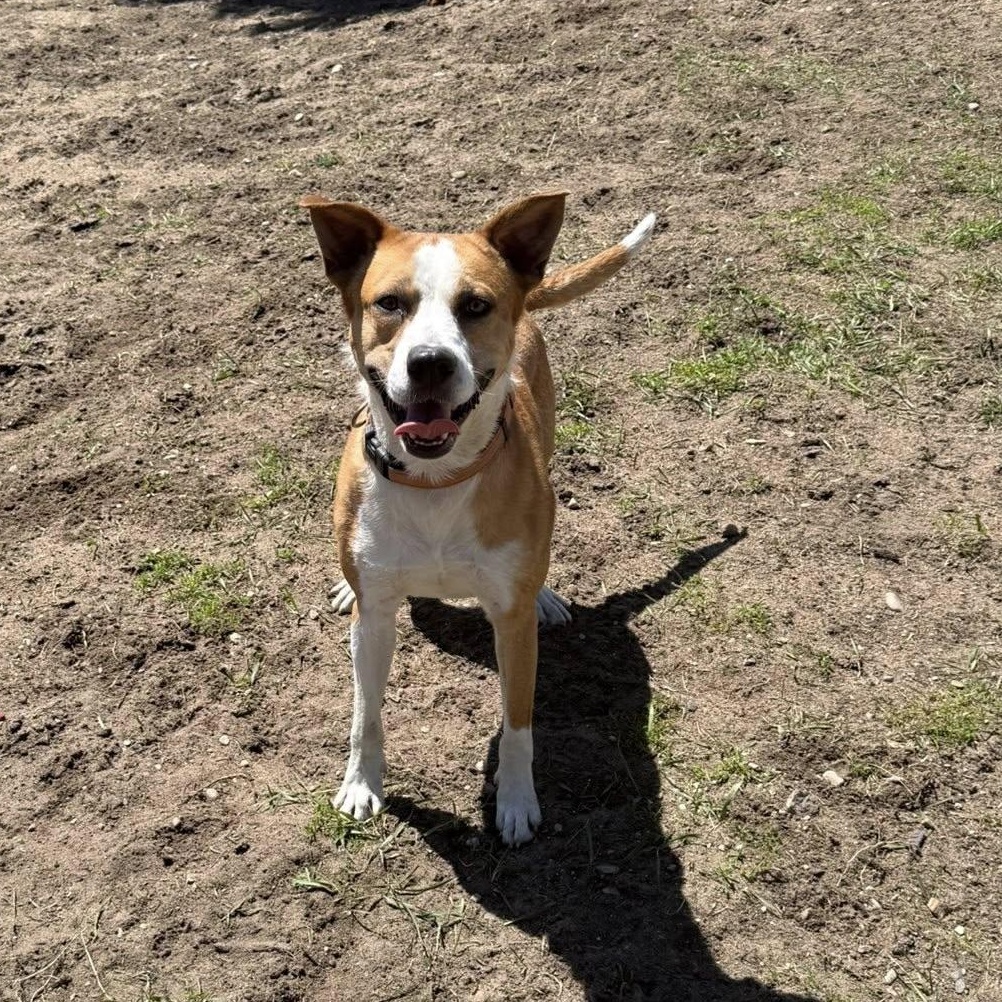 Scrappy, ADOPTABLE, Adult Male Australian Cattle Dog / Blue Heeler.