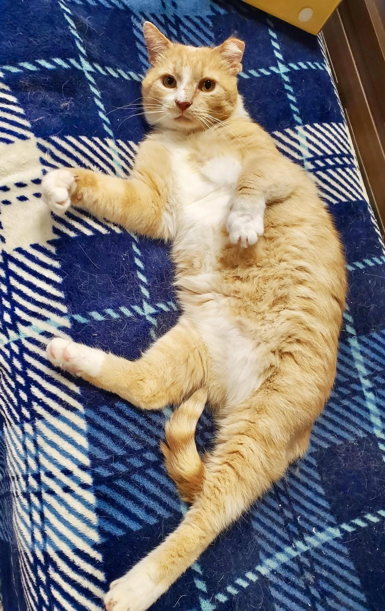 Cosmo