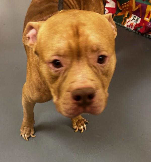 25-12-3516 Gabriel, Adoptable, Adult Male Pit Bull Terrier.