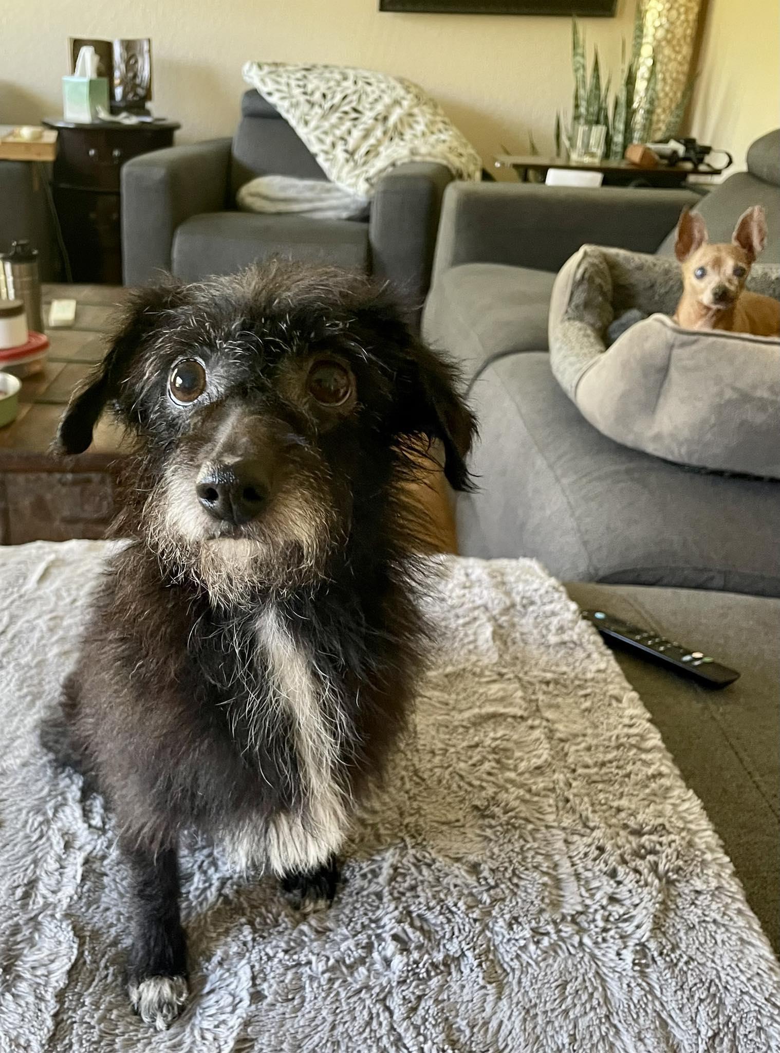 Pepper, ADOPTABLE, Senior Female Terrier.