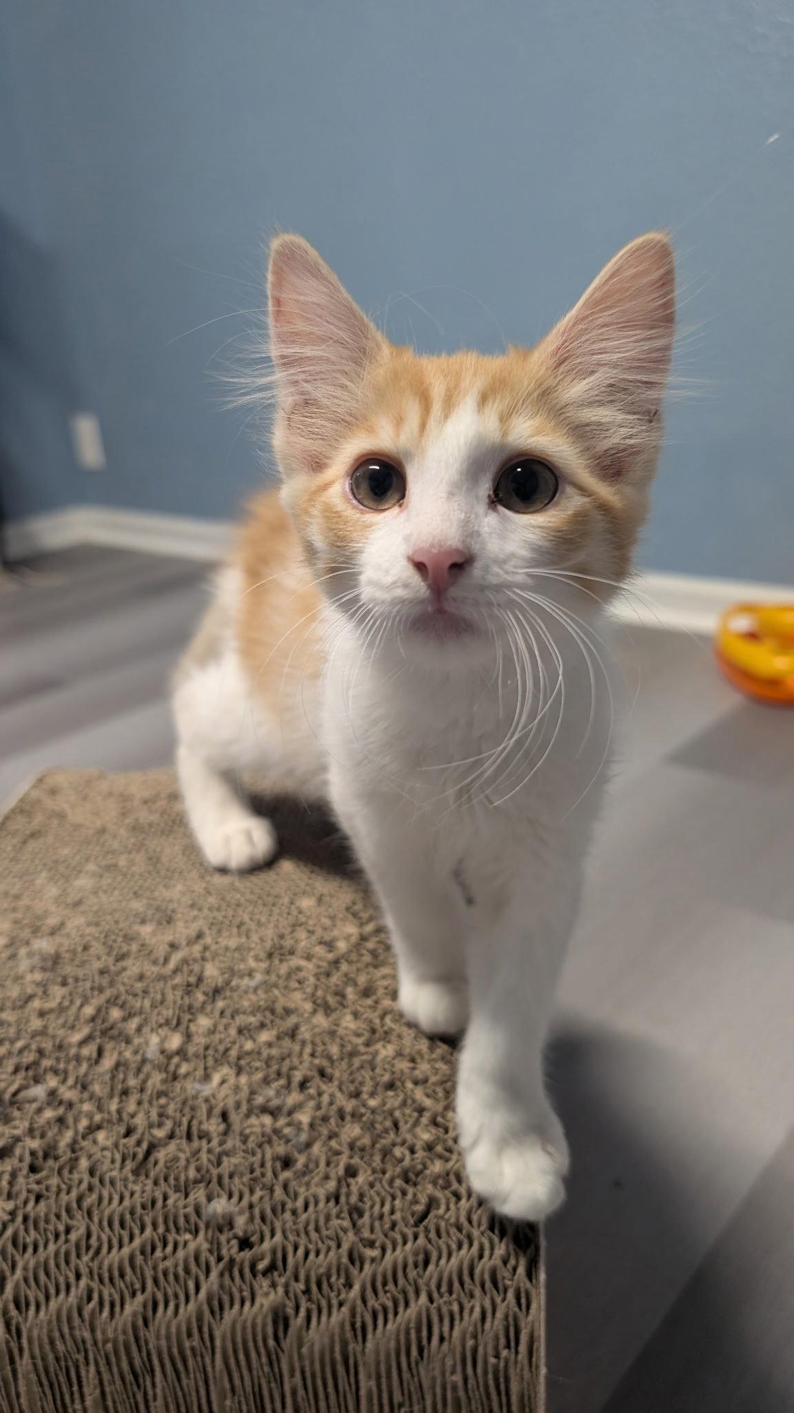 Ronnie aka Rocky, Adopted, Young Male Domestic Medium Hair.