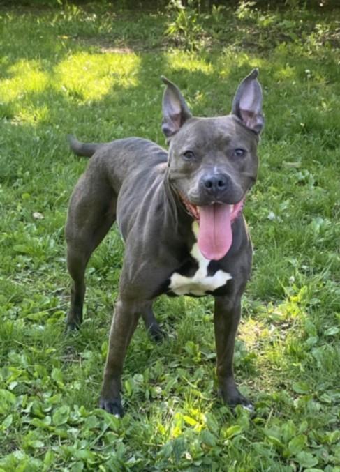 TONI BARXTON, Adoptable, Adult Female Pit Bull Terrier.