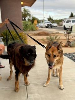Mia, Adoptable, Senior Female German Shepherd Dog.