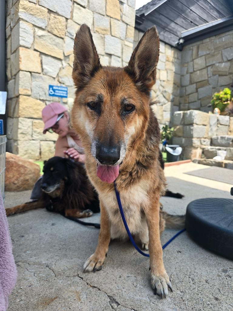 Enlarge Mia, a Adoptable German Shepherd Dog in El Cajon, CA image 2/6