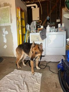 Enlarge Mia, a Adoptable German Shepherd Dog in El Cajon, CA image 3/6