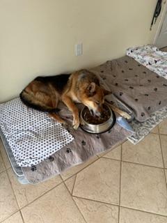 Enlarge Mia, a Adoptable German Shepherd Dog in El Cajon, CA image 4/6