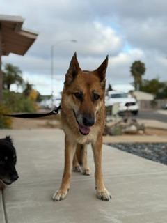 Enlarge Mia, a Adoptable German Shepherd Dog in El Cajon, CA image 5/6