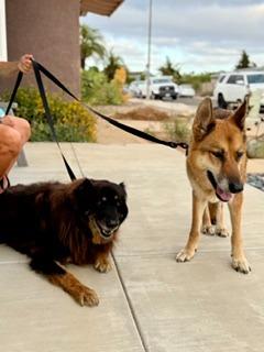 Enlarge Mia, a Adoptable German Shepherd Dog in El Cajon, CA image 6/6