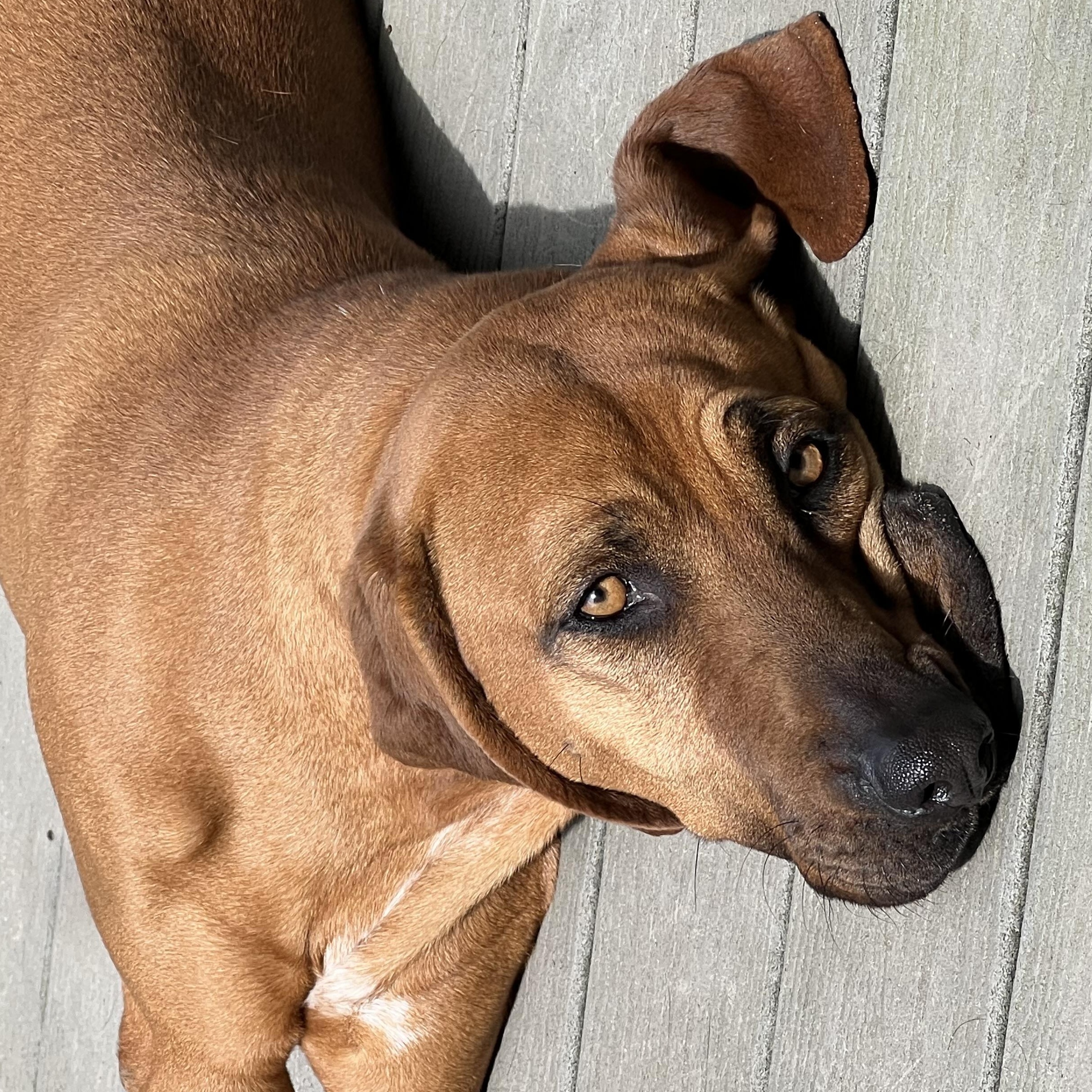 Daisy, Adult Female Redbone Coonhound