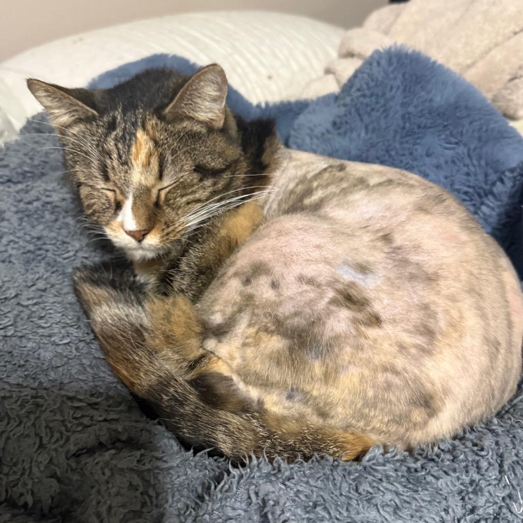 Sissy, Adoptable, Senior Female Domestic Short Hair.