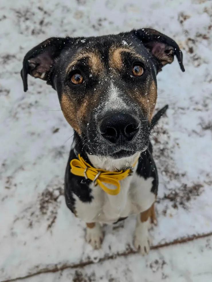 Enlarge Mya, a ADOPTABLE mixed breed in Greer, SC image 2/4