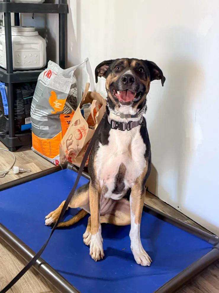 Enlarge Mya, a ADOPTABLE mixed breed in Greer, SC image 4/4