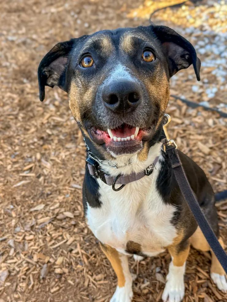 Enlarge Mya, a ADOPTABLE mixed breed in Greer, SC image 3/4