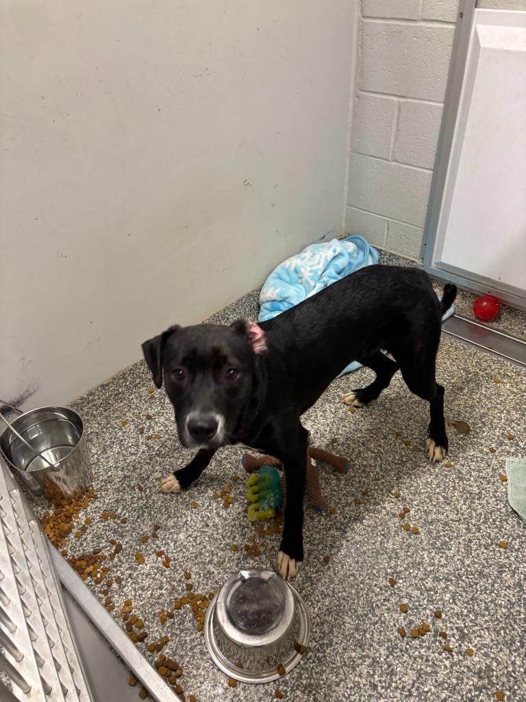 Enlarge Pecan, a Adoptable Mixed Breed in Mustang, OK image 2/2