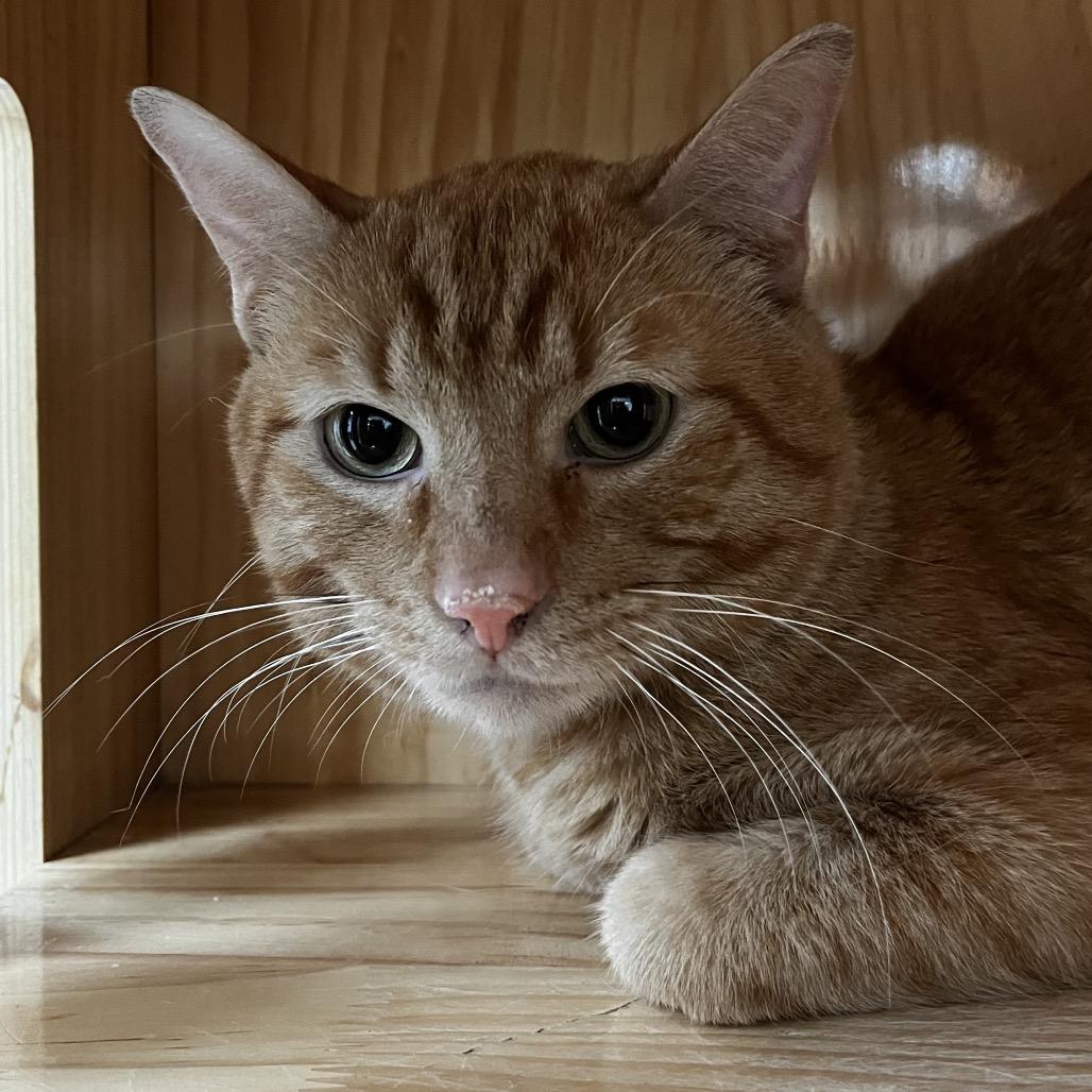 Sherbet, Adoptable, Adult Male Domestic Short Hair.