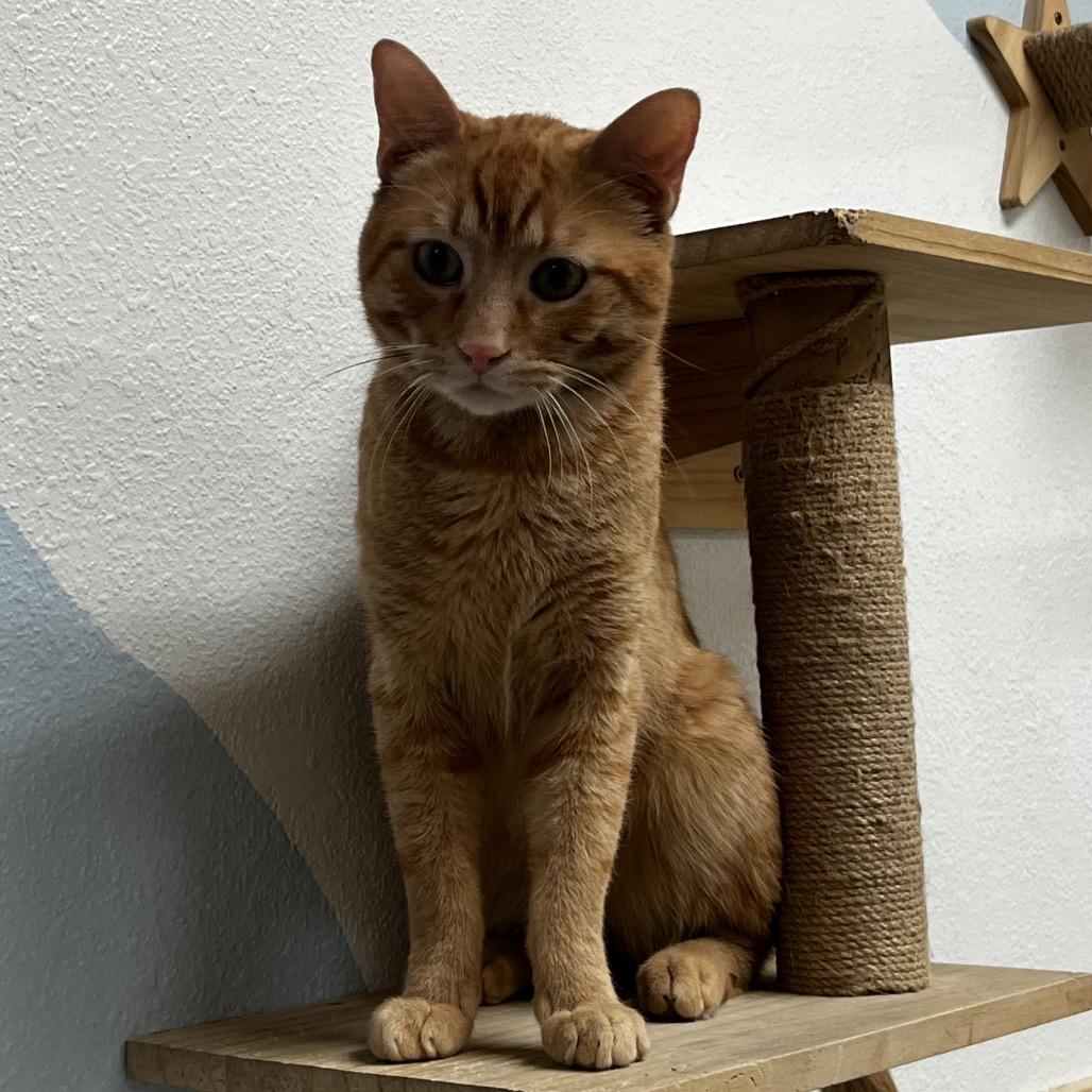 Enlarge Sherbet, a Adoptable Domestic Short Hair in Yucca Valley, CA image 2/6