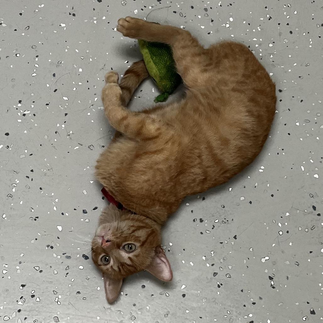 Enlarge Sherbet, a Adoptable Domestic Short Hair in Yucca Valley, CA image 3/6