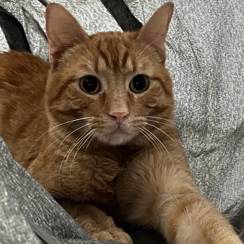 Enlarge Sherbet, a Adoptable Domestic Short Hair in Yucca Valley, CA image 4/6