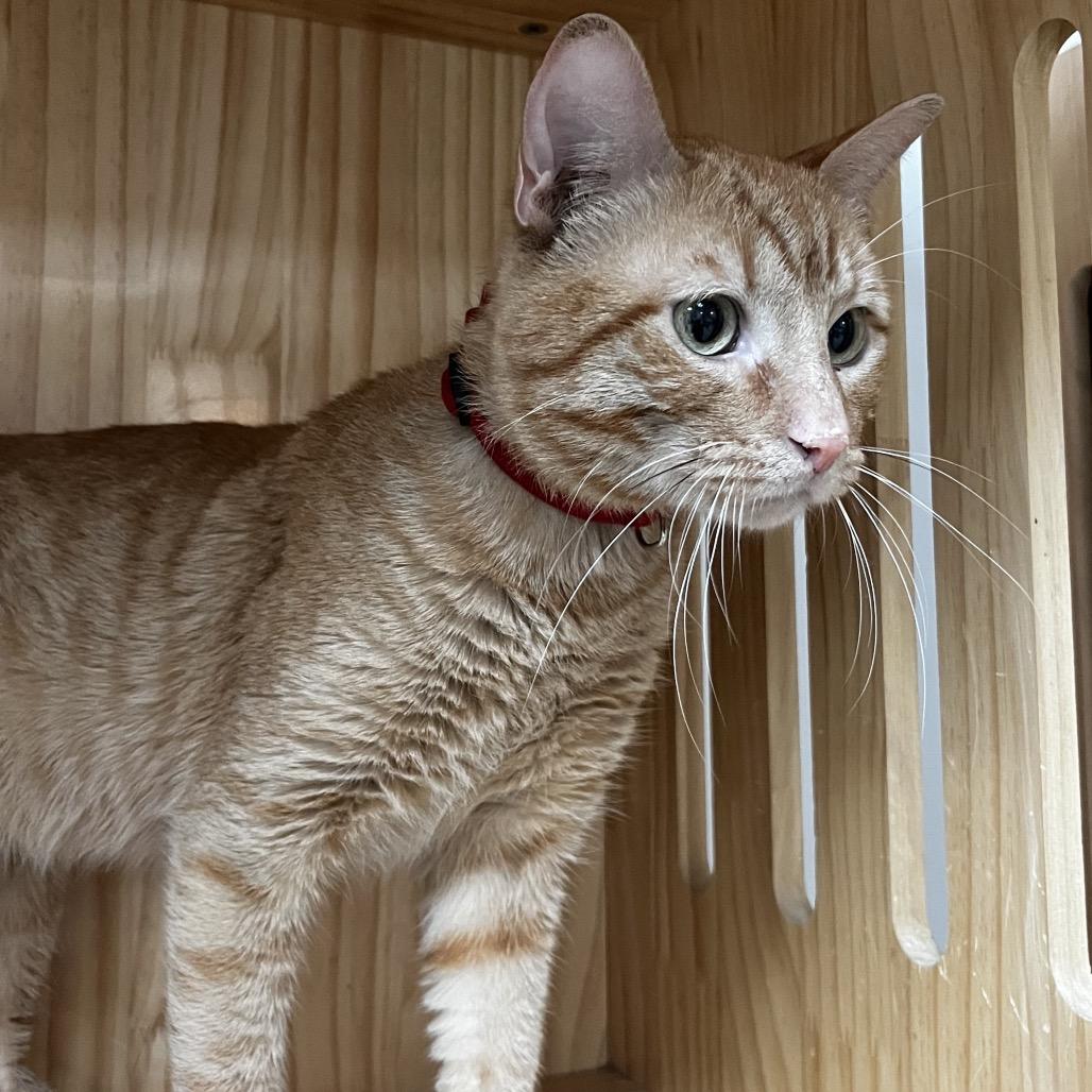 Enlarge Sherbet, a Adoptable Domestic Short Hair in Yucca Valley, CA image 5/6