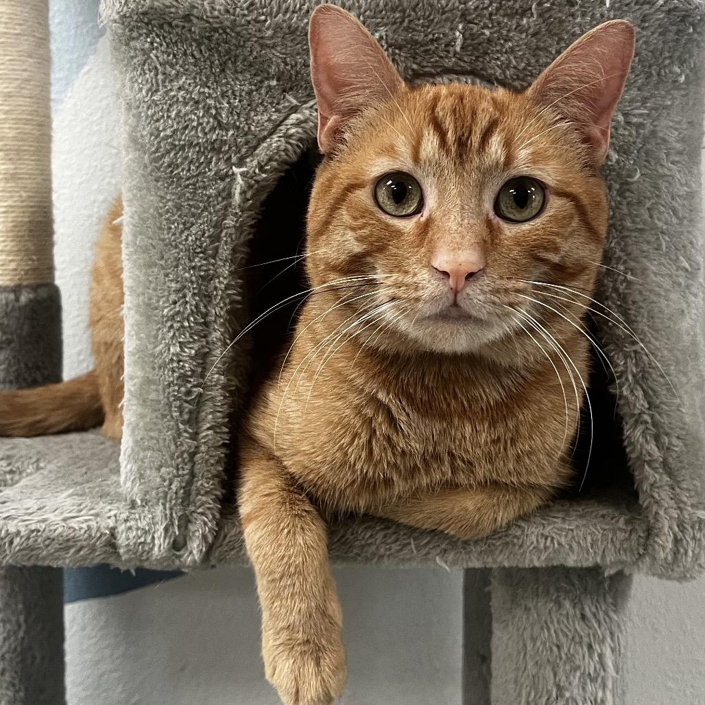 Enlarge Sherbet, a Adoptable Domestic Short Hair in Yucca Valley, CA image 6/6