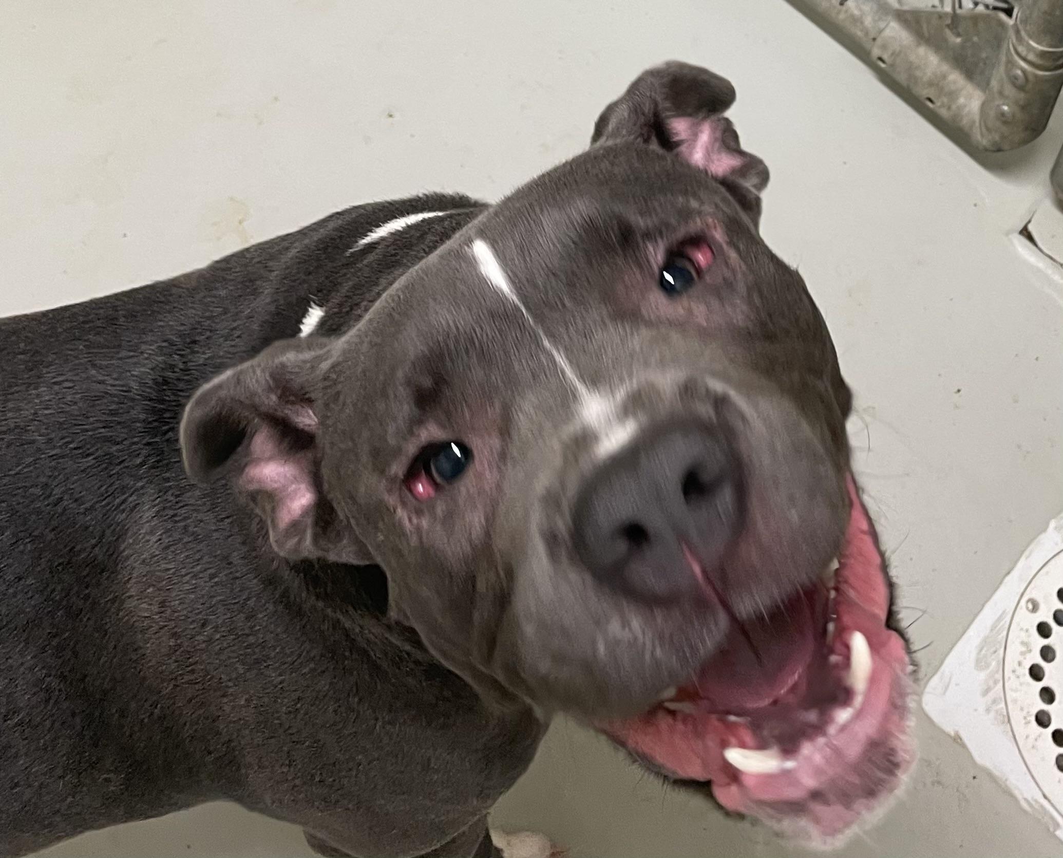 Flash, ADOPTABLE, Young Male American Staffordshire Terrier & American Bully.