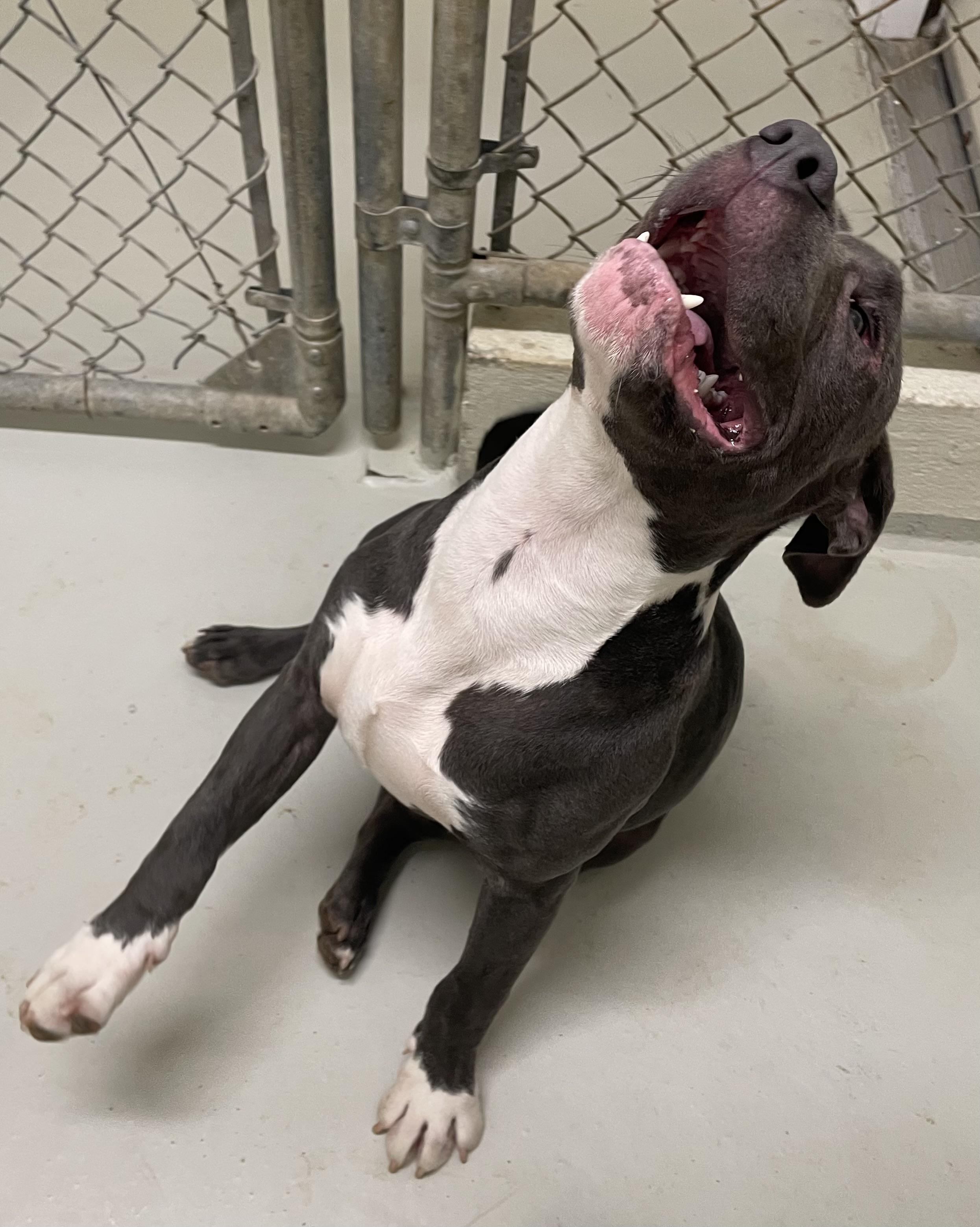 Flash, a ADOPTABLE mixed breed in Heathsville, VA image 4/4