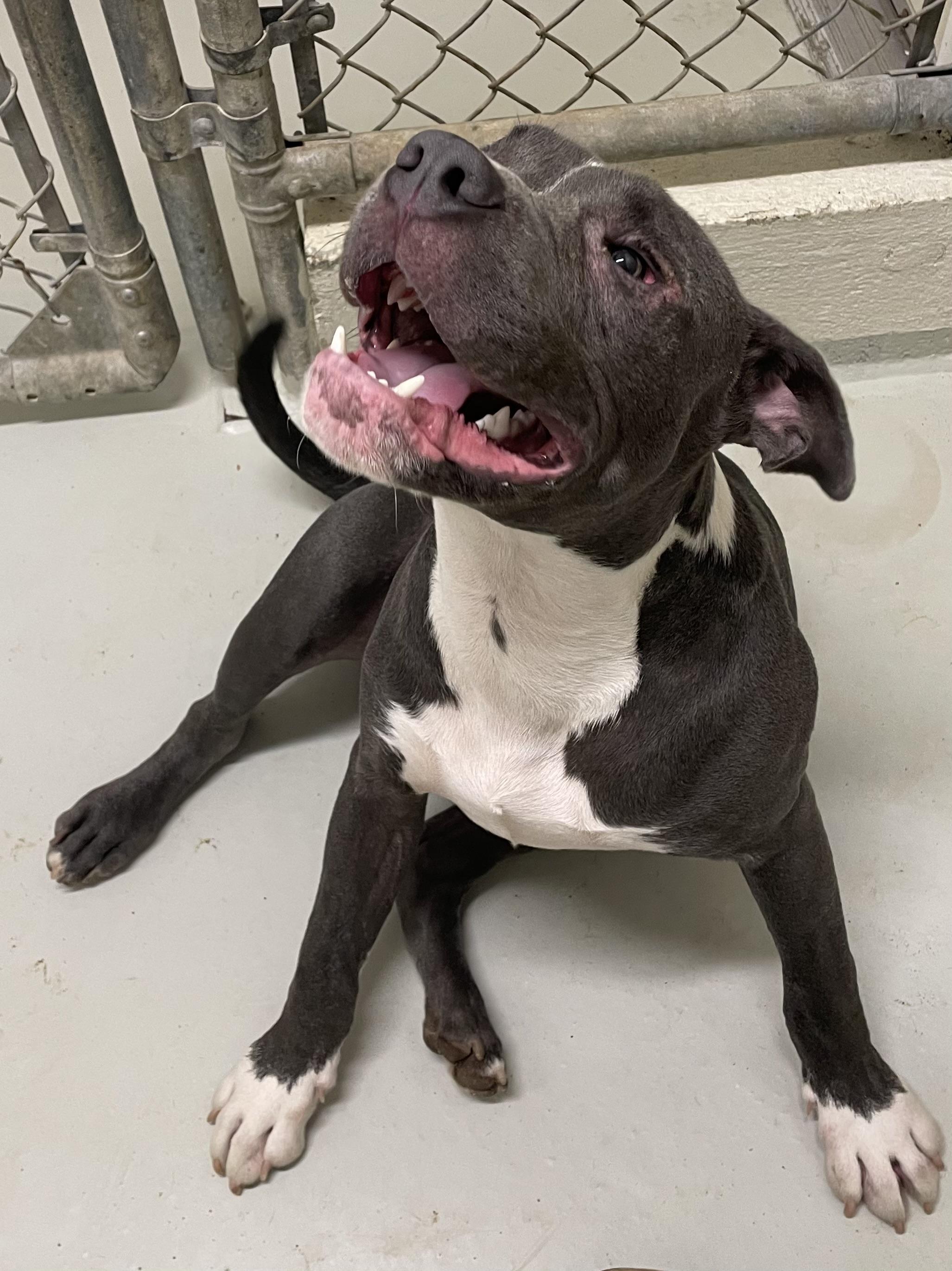Flash, a ADOPTABLE mixed breed in Heathsville, VA image 2/4