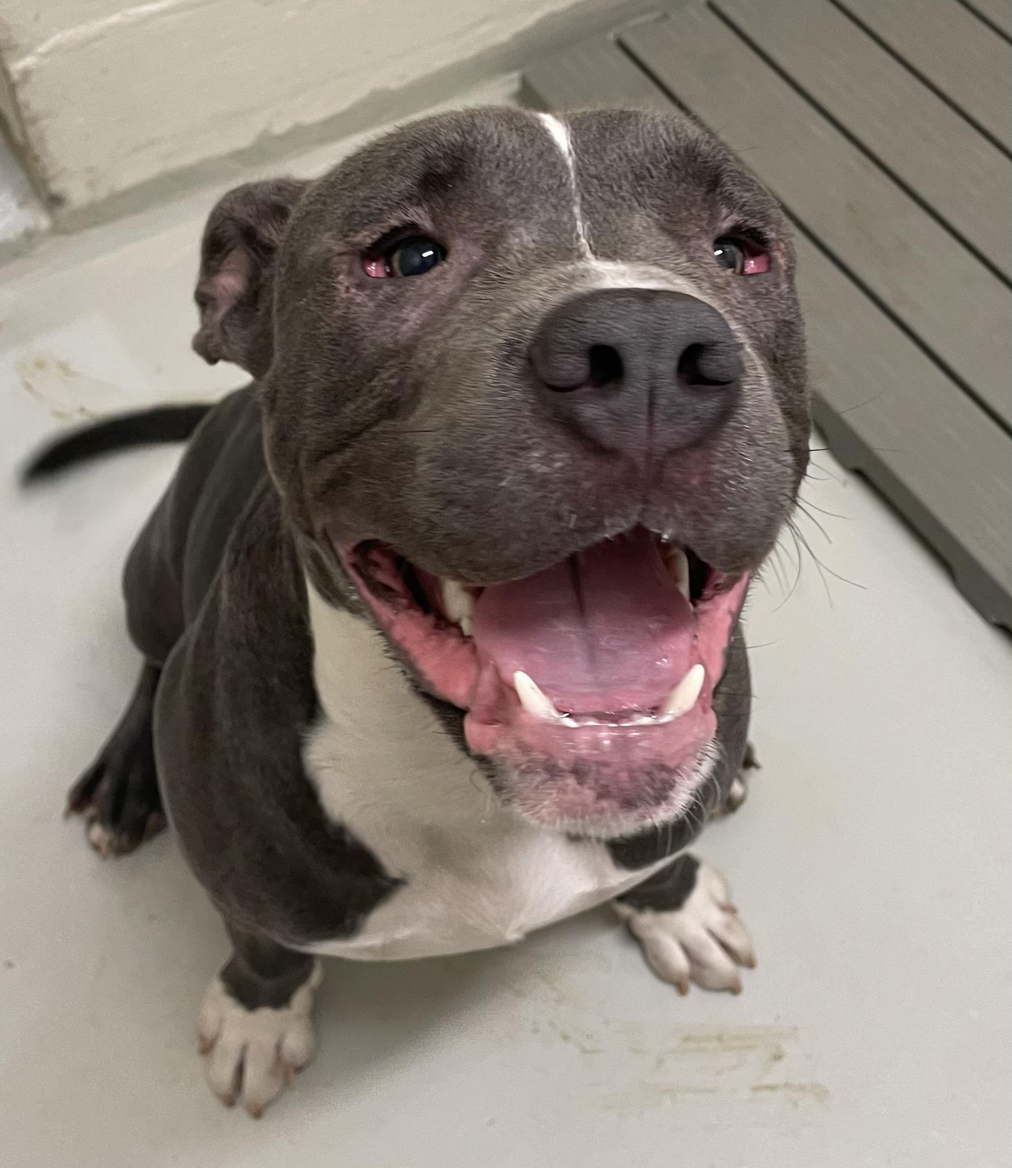 Flash, a ADOPTABLE mixed breed in Heathsville, VA image 3/4