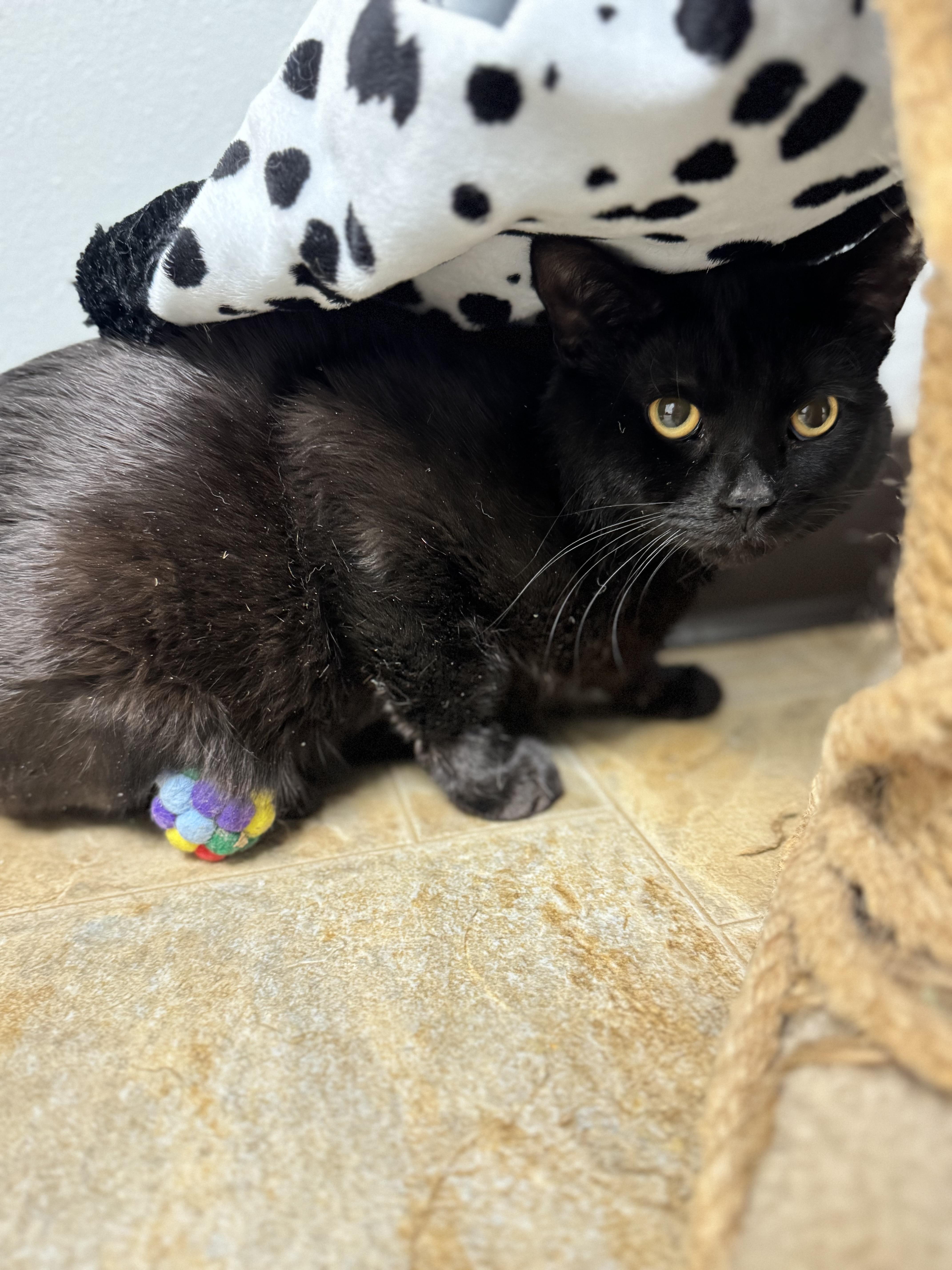 Iron, ADOPTABLE, Adult Male Domestic Short Hair.