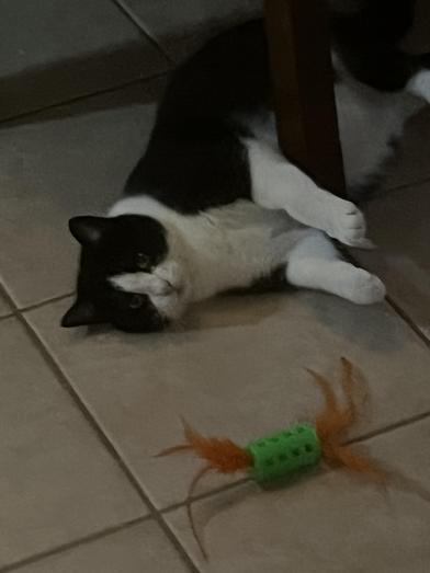 Miss Kitty — thumbnail 3