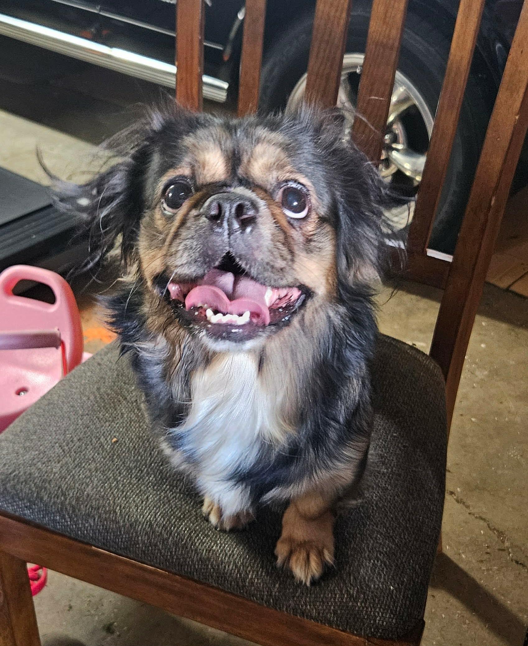 Lupita, Adoptable, Adult Female French Bulldog & Pekingese.