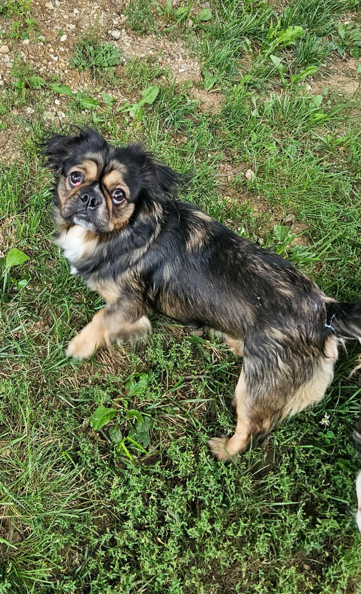 Enlarge Lupita, a Adoptable mixed breed in Richmond, KY image 3/3