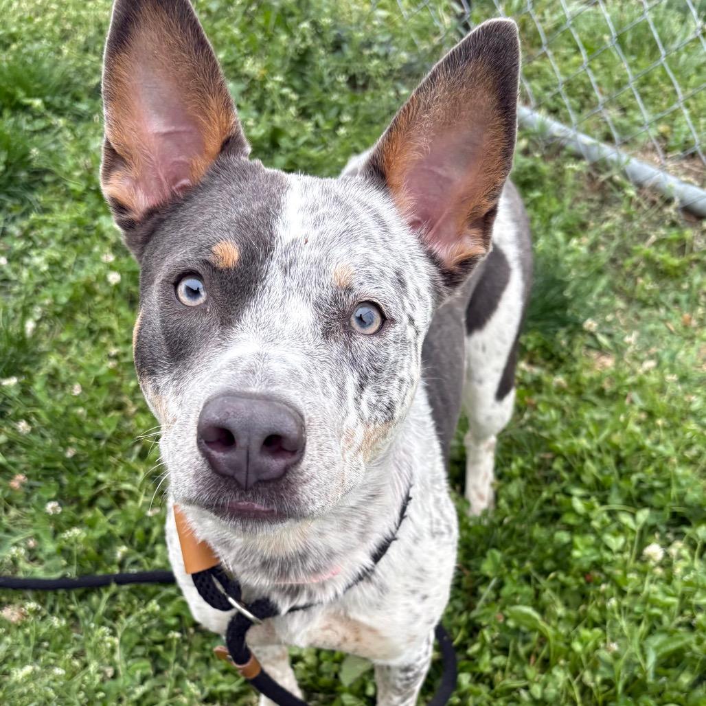 Stella, Adoptable, Young Female Cattle Dog.