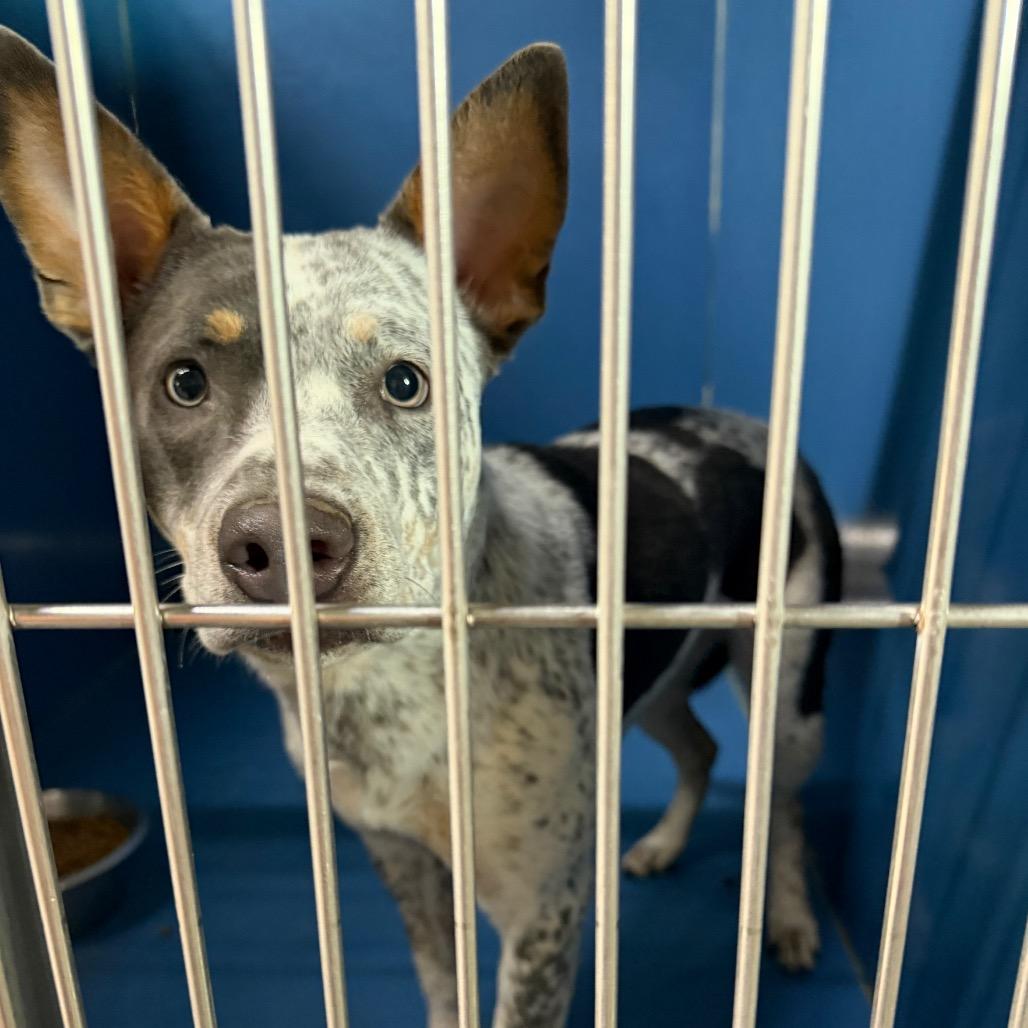 Stella, Adoptable, Young Female Cattle Dog.