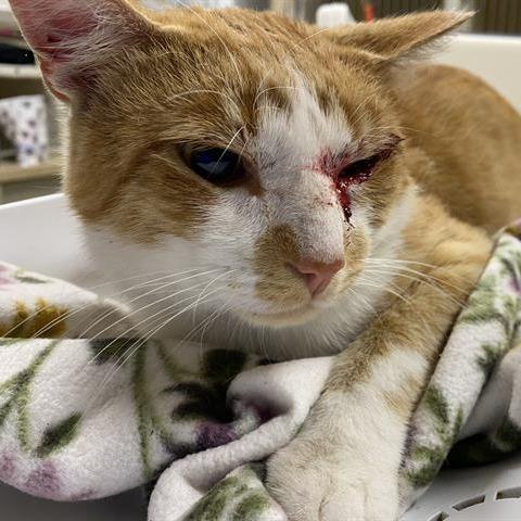 Bob, a Adoptable Domestic Short Hair in Madison, WI image 1/2