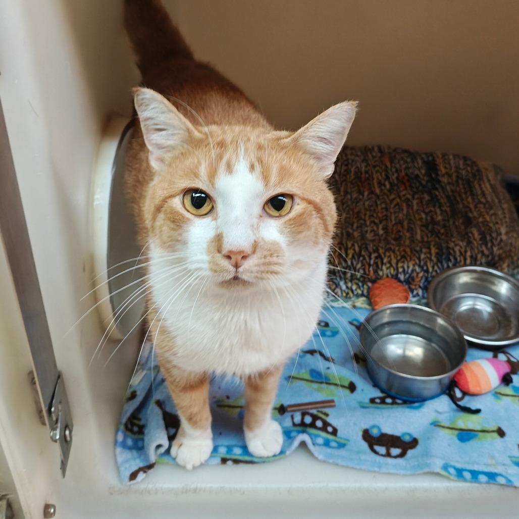 Bob, a Adoptable Domestic Short Hair in Madison, WI image 2/2