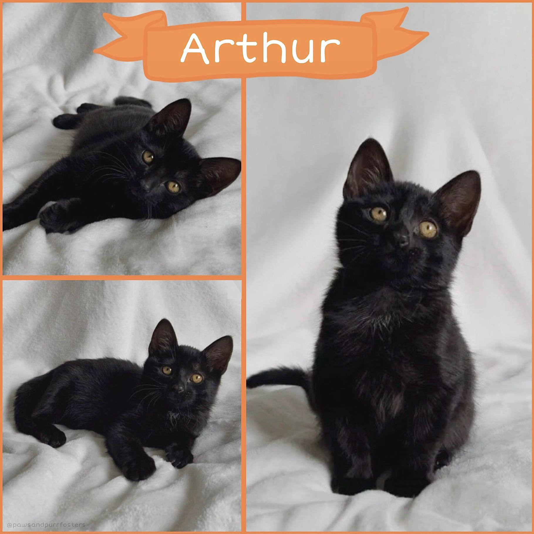 Arthur, ADOPTABLE, Young Male Domestic Short Hair.