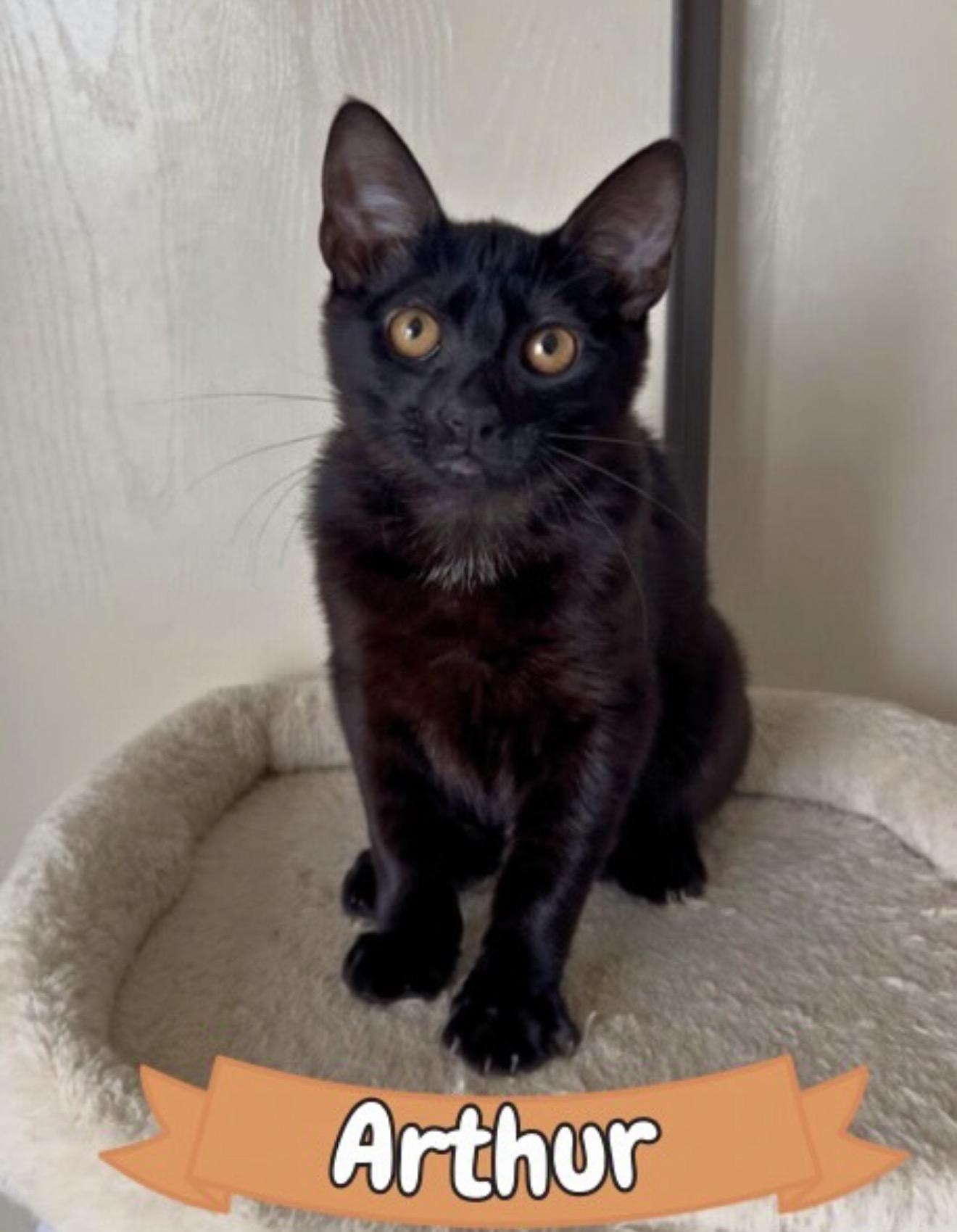 Enlarge Arthur, an adopted Domestic Short Hair in Oakley, CA image 1/2