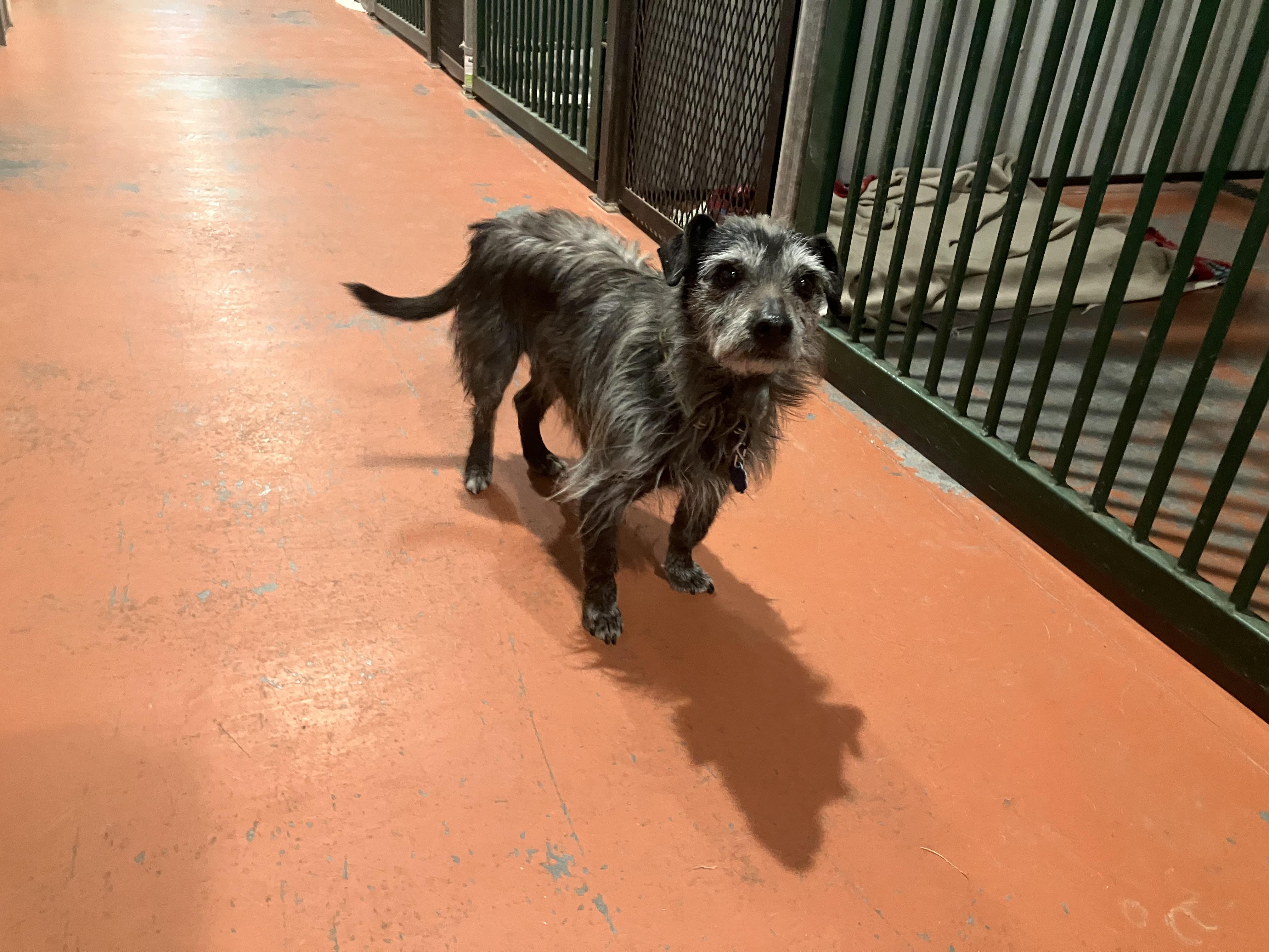 Enlarge Franklin, a Adopted Terrier in St. Anthony, ID image 1/1