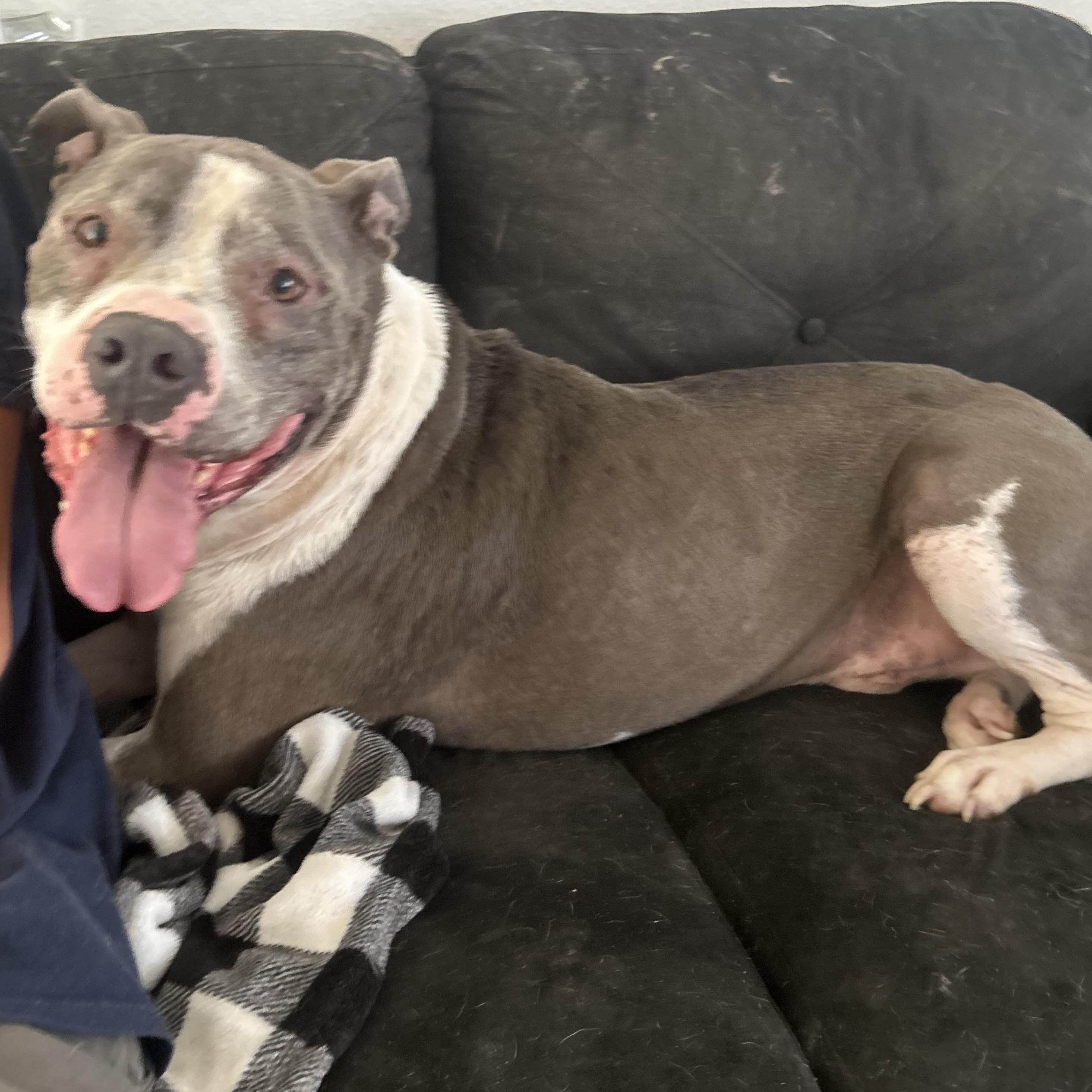 Hank — thumbnail 4