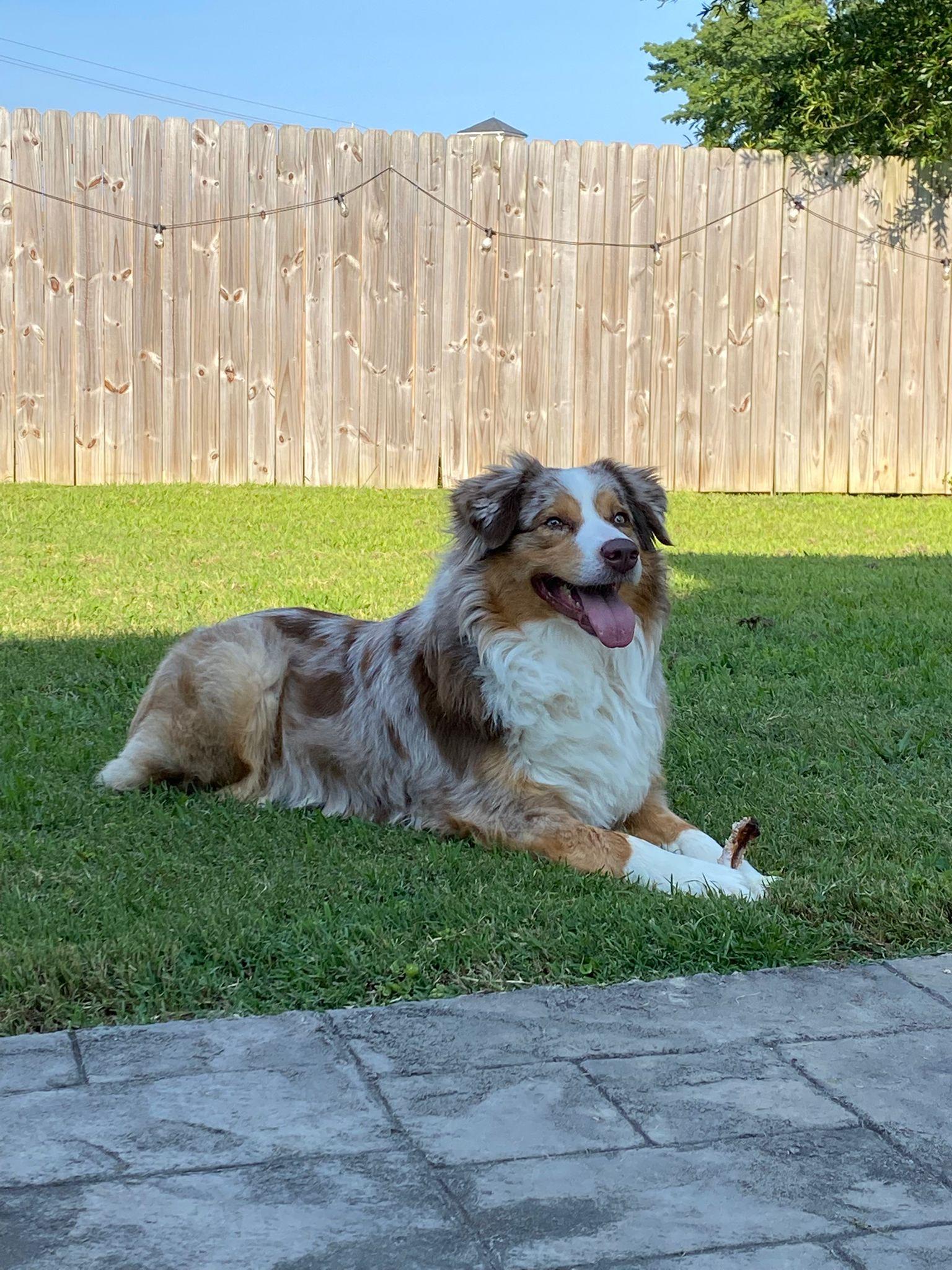 Koda, a Adoptable Australian Shepherd in Lynchburg, VA image 1/4